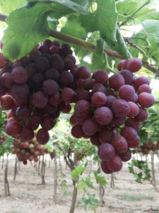 Flame Seedless Grapes